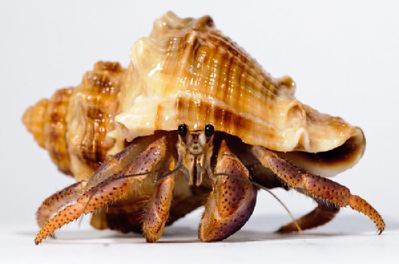 Hermit_crab-10