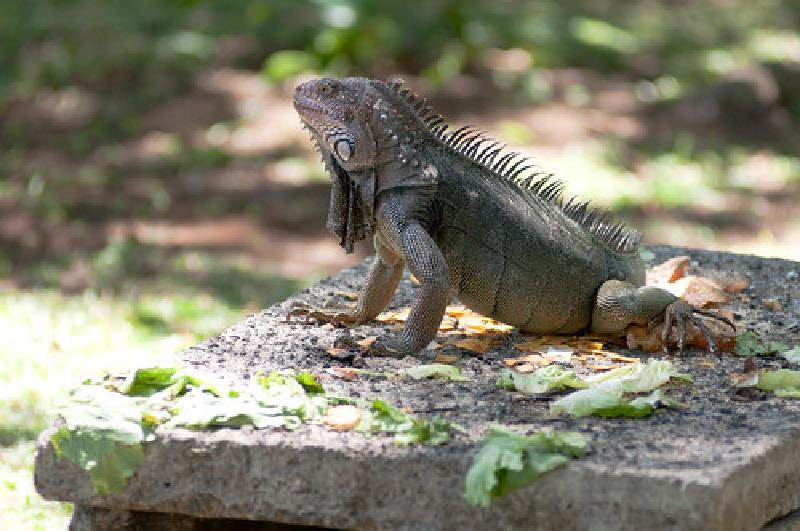 King Iguana